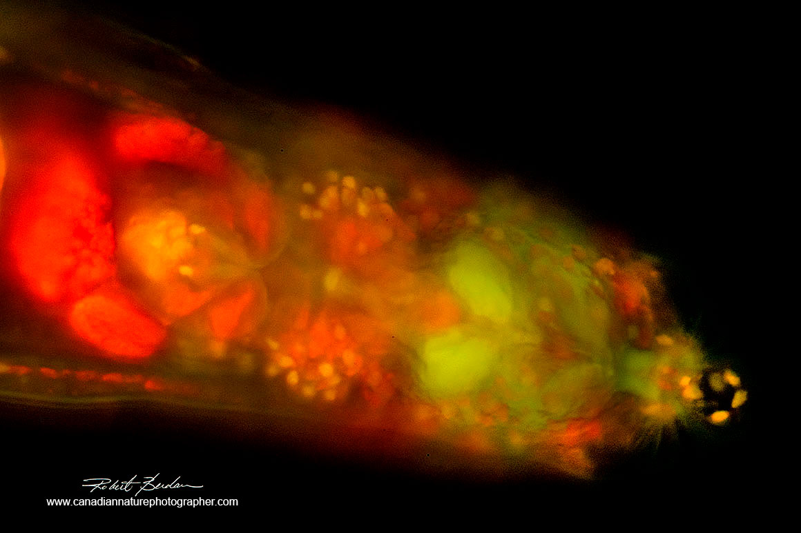 Anterior end of Bdelloid rotifer stained with Acridine orange 200X Flourescence microscopy Robert Berdan ©