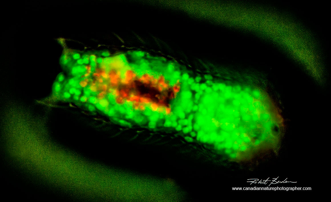 Gastrotrich Chaetonotus sp stained with Acridine orange 400X fluorescence microscopy Robert Berdan ©