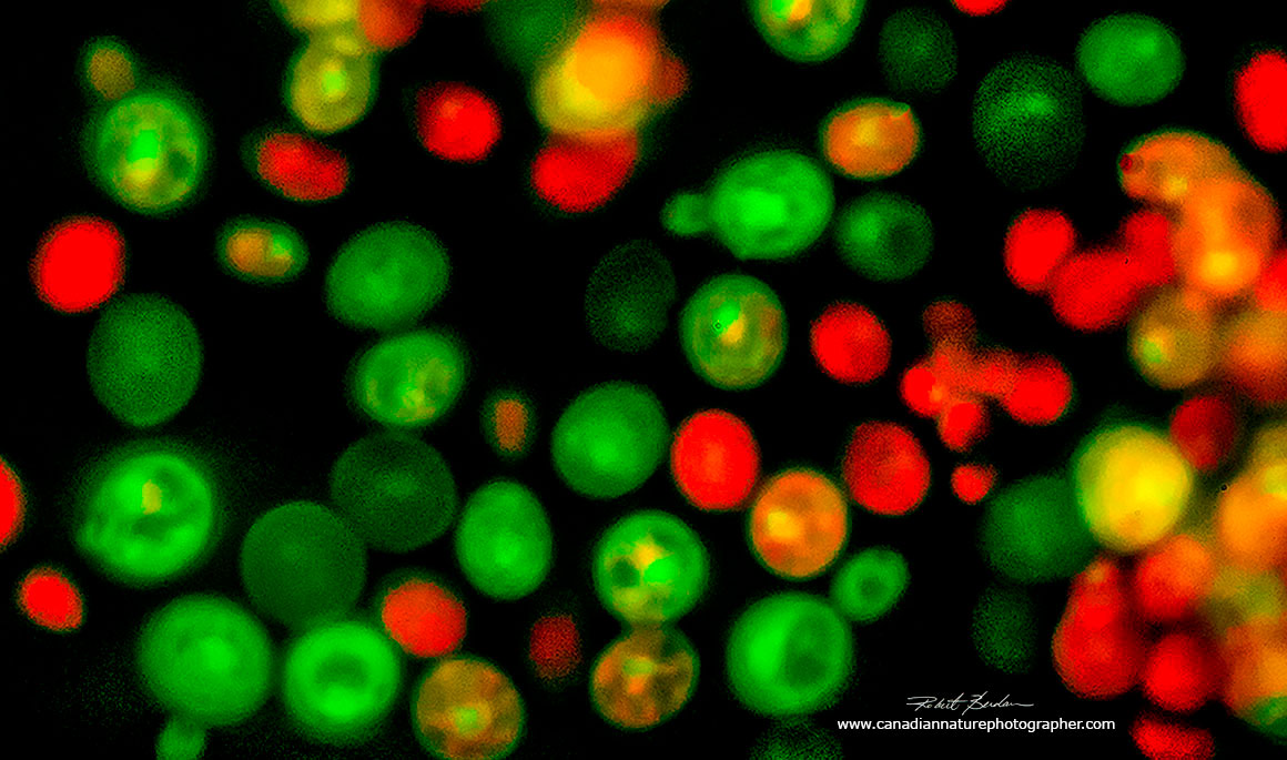 Yeast cells (Saccharomyces cerevisiae) stained with Acridine orange 800X by Robert Berdan ©
