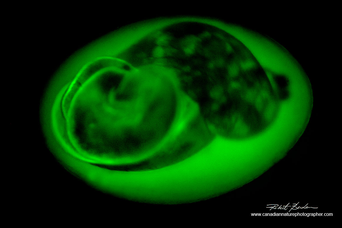 nail embryo Lymnaea stagnalis stained with Acridine orange 50X Flourescence microscopy by Robert Berdan ©