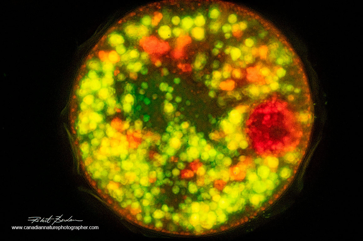 Testate amoeba in its shell 400X stained with Acridine orange - fluorescence microscopy.  Robert Berdan ©