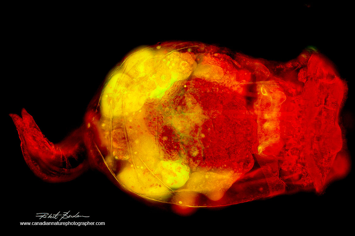 Above Brachionus manjavacas stained with Acridine orange and viewed in a fluorescence microscope 400X. deconvolution with Adobe Photoshop by Robert Berdan ©