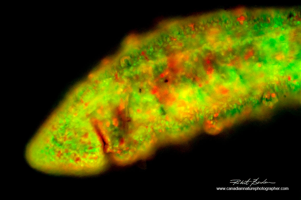 Aquatic earth worm (Oligochaeta) side view of anterior region stained with Acridine orange 100X Fluorescence microscopy by Robert Berdan ©
