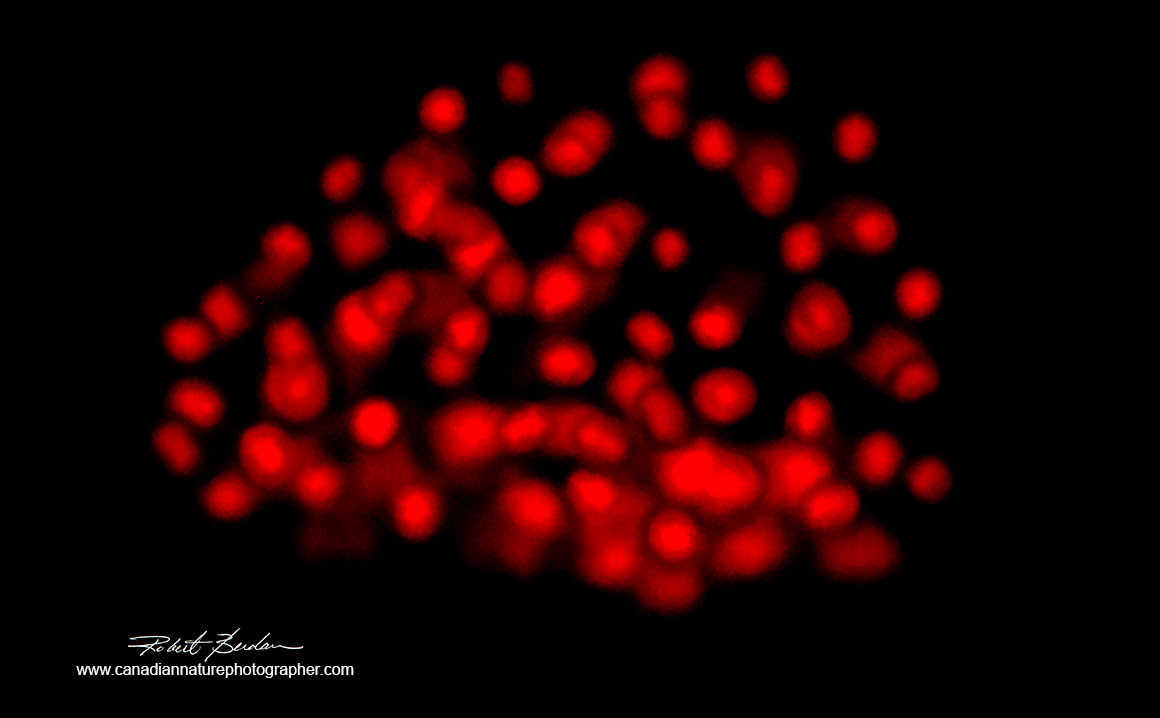 lue-green algae (cyano-bacteria Coelosphaerium sp?) autoflourescence using green excitation 400X fluorescence microscopy Robert Berdan ©