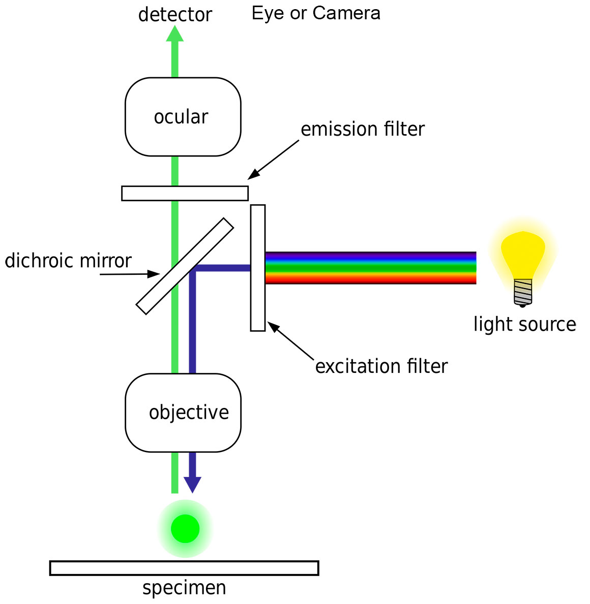 diagram by H. Mühlpfordt Wikipedia showing the basic structure of an Epi-fluorescence light microscope