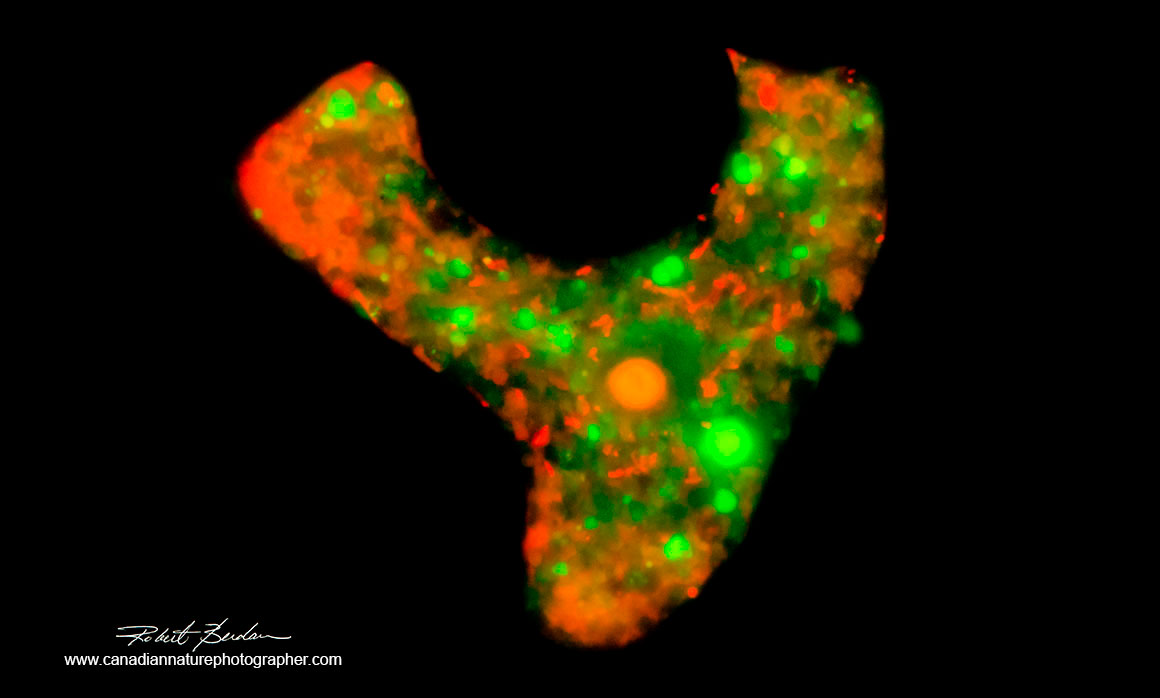 Amoeba stained with Acridine orange 400X Flourescence microscopy.  by Robert Berdan ©