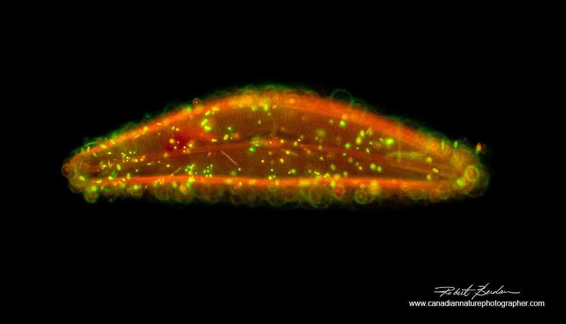 Diatom Cymbella cistula stained with Acridine Orange 400X Flourescence microscopy Robert Berdan õ