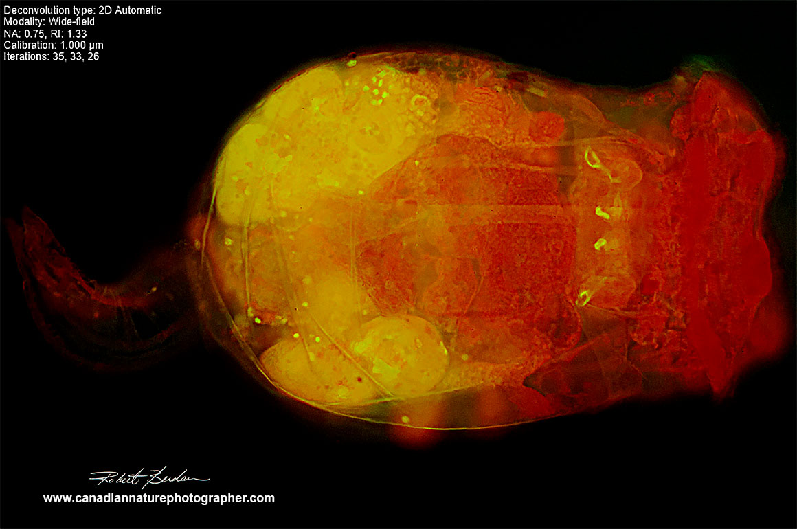 Rotifer Brachionous after NIS elements Deconvolution and processing with Photoshop by Robert Berdan 