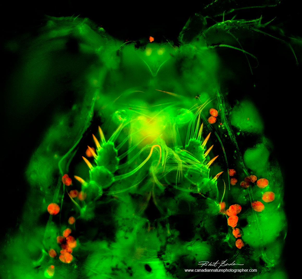 Ventral surface of Cyclopoid after staining with Acridine orange 200X fluorescence microscopy by Robert Berdan ©