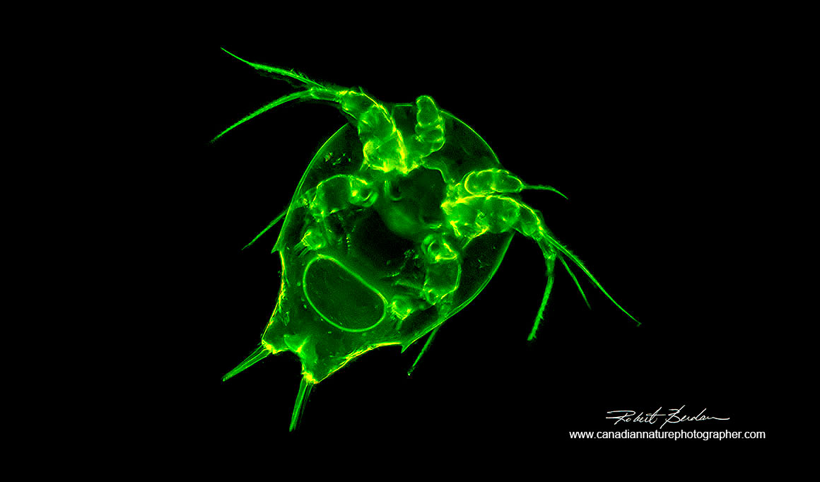 Cyclopoid nauplius shell stained with Acridine orange 200X Fluorescence microscopy. by Robert Berdan ©