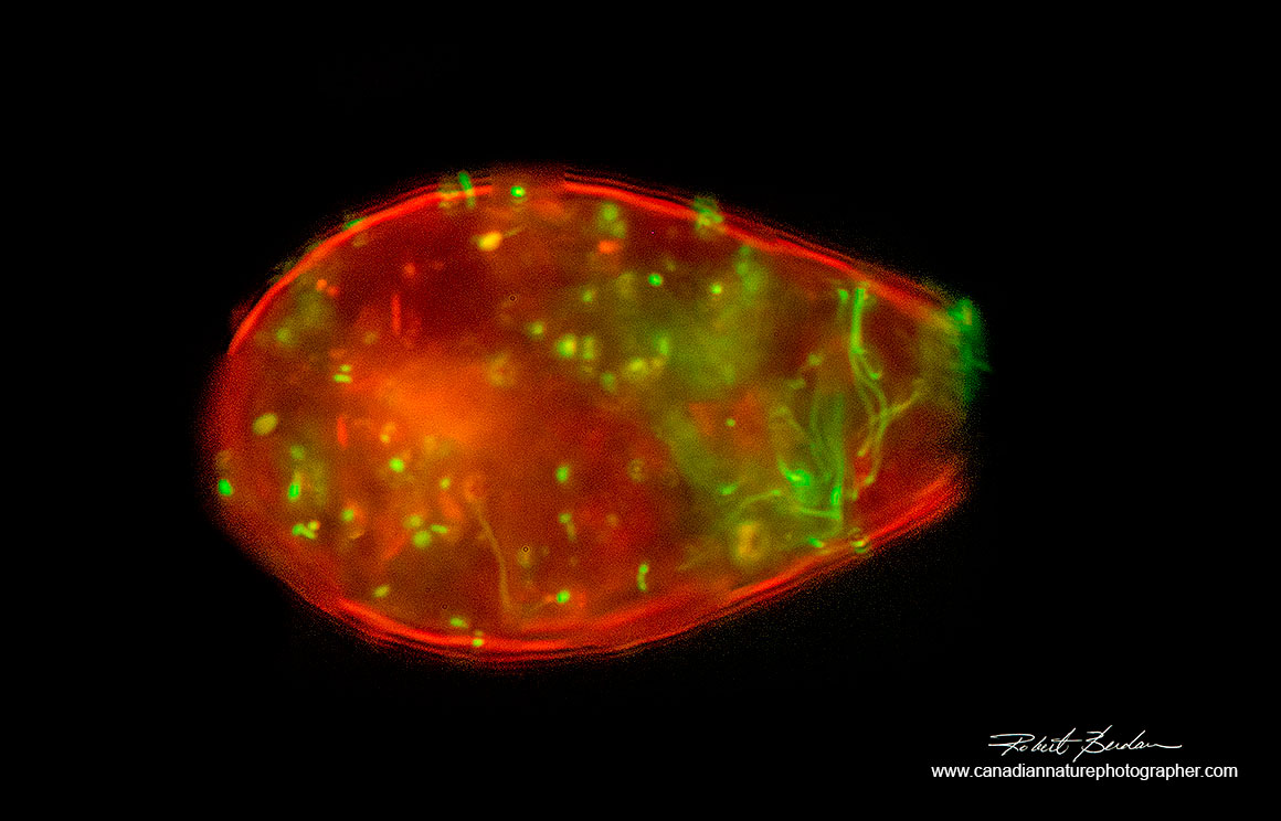 Testate amoeba (Euglypha sp?) with shell stained with Acridine orange 400X Flourescence microscopy by Robert Berdan ©