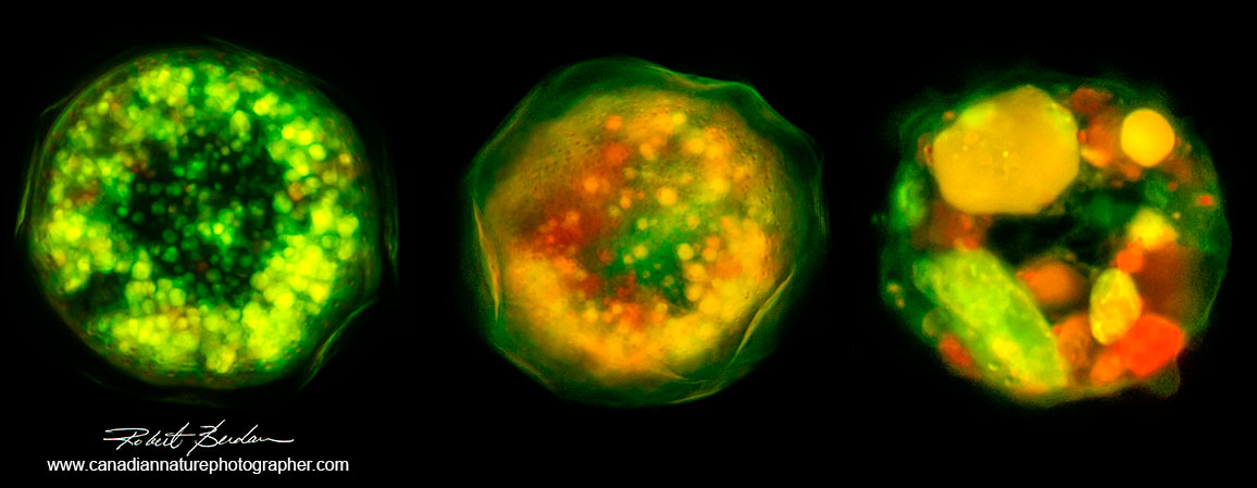 Testate Amoeba - composite image. These Amoeba were stained with Acridine orange by Flourescence microscopy by Robert Berdan ©