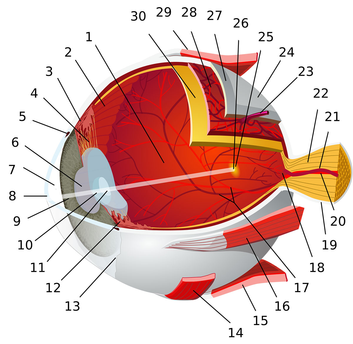 Diagram of eye by Wikipedia 