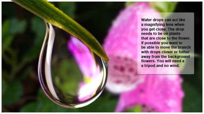 Water droplet in flower photography by Robert Berdan 