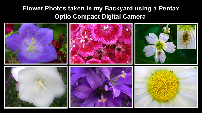 Flower photographs taken with a compact digital camera by Robert Berdan ©