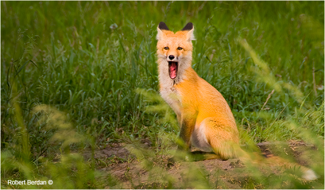 Adult fox by Robert Berdan ©