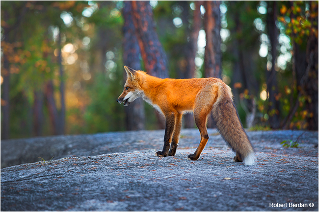 Red fox on granite rock Prelude Territorial Park by Robert Berdan ©