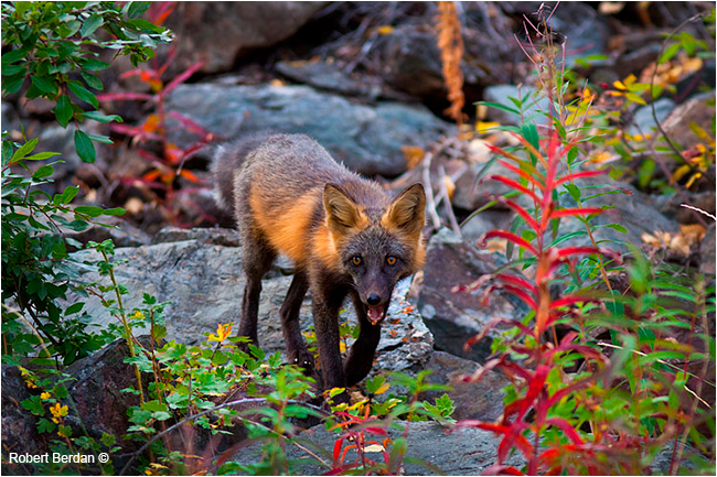 Cross fox near Yellowknife, NWT by Robert Berdan ©