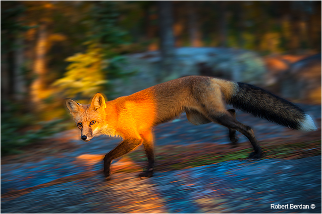 Red fox on the run by Robert Berdan ©