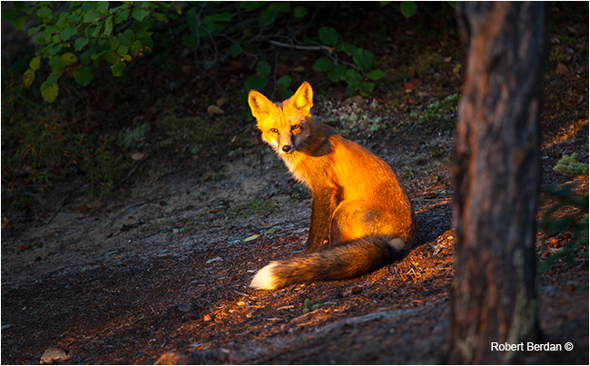 Red fox in early morning light by Robert Berdan ©