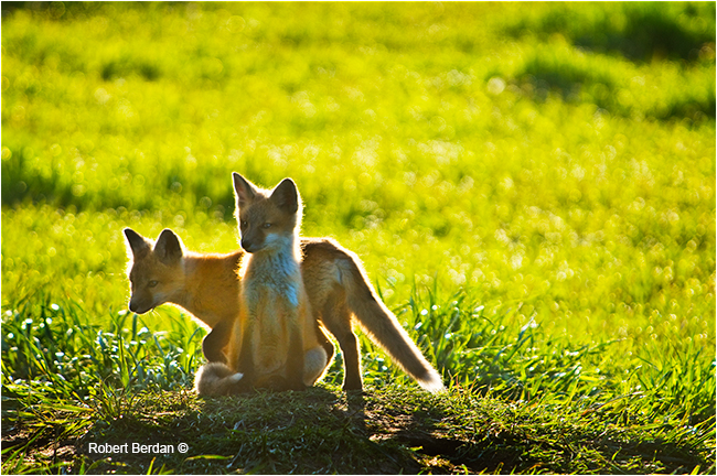 Baby red foxes by Robert Berdan ©