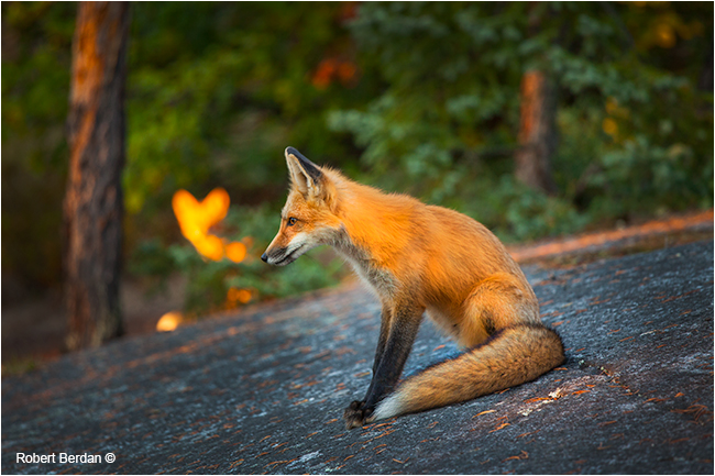 Red foxes by Robert Berdan ©