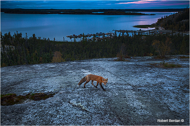 Red fox by moonlight in Prelude Territorial Park by Robert Berdan ©