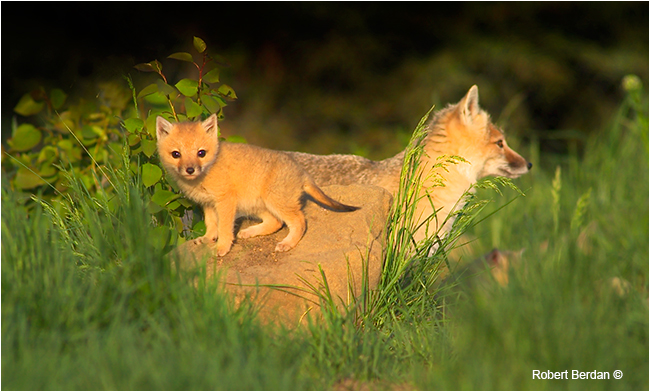 Adult and young kit Swift fox by Robert Berdan ©