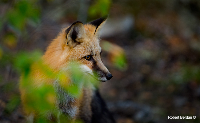 Red fox in bush by Robert Berdan ©