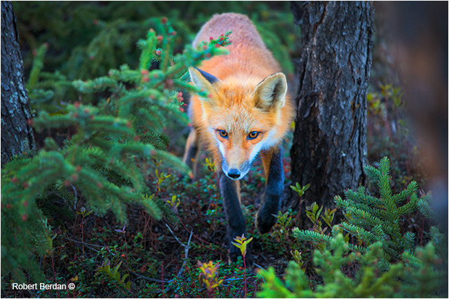 Red fox emerging from forest by Robert Berdan ©