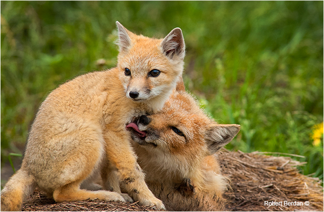 Swift fox young and mother by Robert Berdan ©