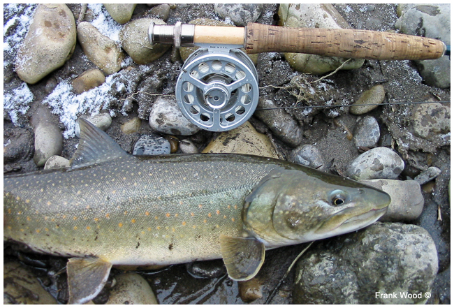 Bull trout and fly rod by Frank Wood ©