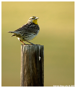 Meadow Lark by G. Ehnes-Lilly &copy;