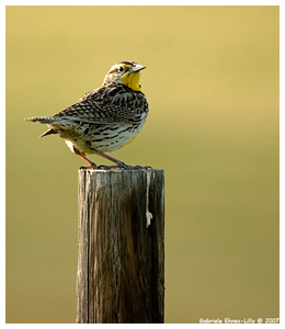 Meadow Lark by G. Ehnes-Lilly ©