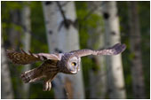 Great Gray Owl 