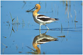 American Avocet 