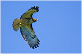 Red-tailed Hawk 