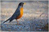 American Robin 