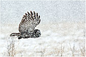 Great Gray Owl in snowstorm 
