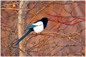 Magpie 