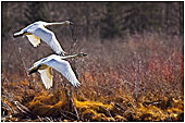 Tundra swans