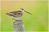 Common snipe
