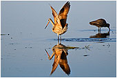 Marbled Godwit 