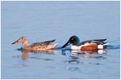 Northern Shoveler 