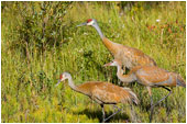 Sandhill cranes 