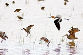 American Avocet, Marbled Godwit and long-billed Dowitchers