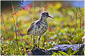 Spotted Sandpiper 