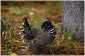 Male Spruce Grouse 