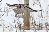 Great Horned Owl in barn window 