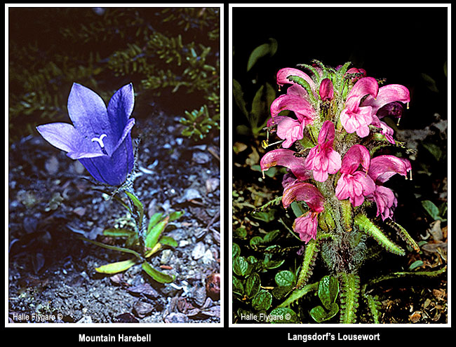 Mountain Harebell and Langsdorf's Lousewort by Halle Flygare ©
